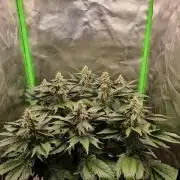 Apple Fritter RQS