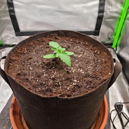 Apple Fritter RQS