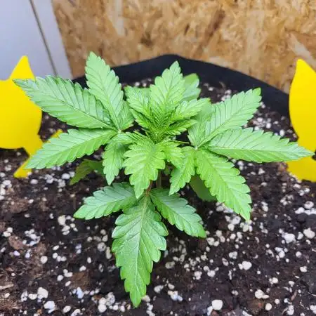 Mexican Sativa