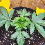 Mexican Sativa