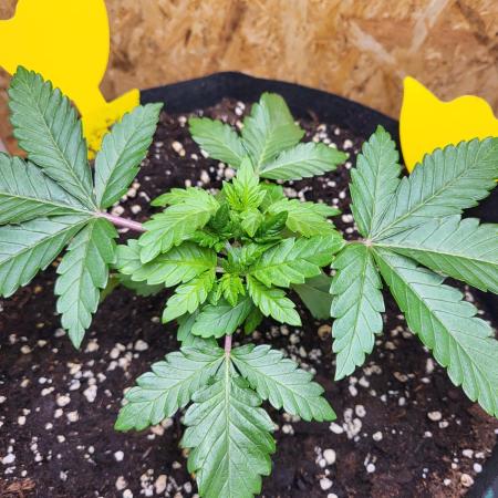 Mexican Sativa
