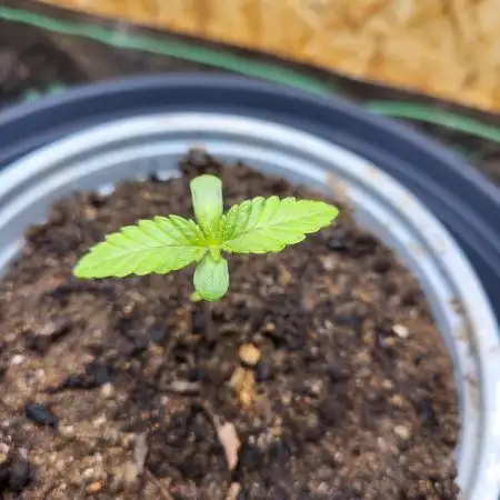 Mexican Sativa