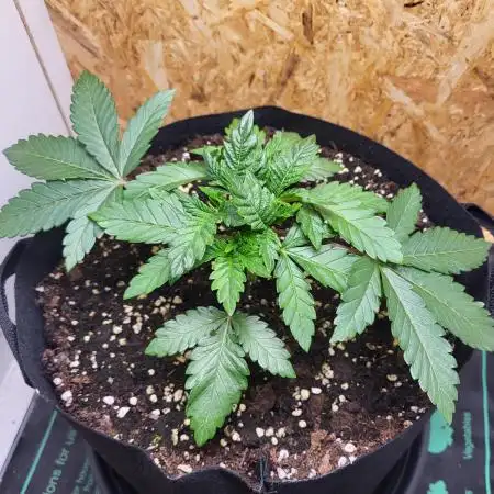 Mexican Sativa
