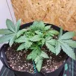 Mexican Sativa
