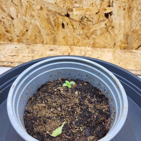 Mexican Sativa