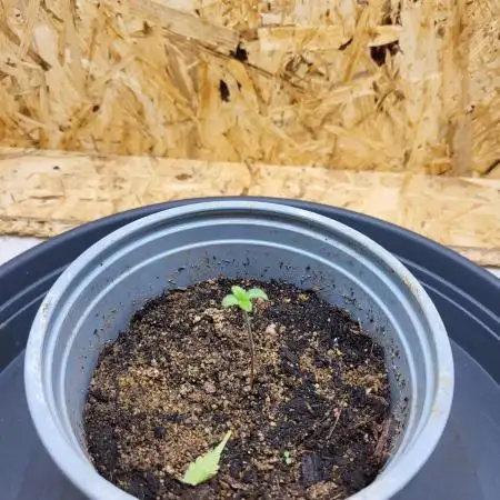 Mexican Sativa