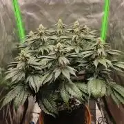 Apple Fritter RQS