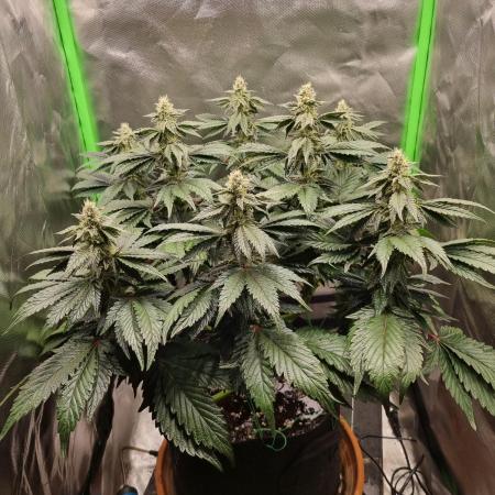 Apple Fritter RQS