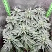 Apple Fritter RQS