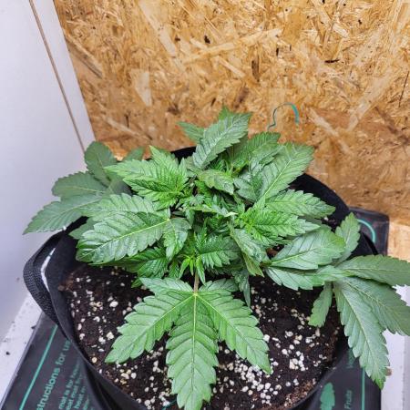 Mexican Sativa