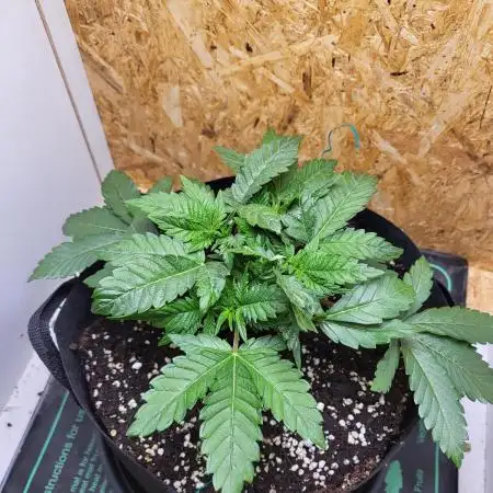 Mexican Sativa