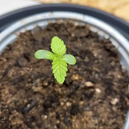 Mexican Sativa