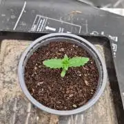 Apple Fritter RQS
