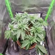 Apple Fritter RQS