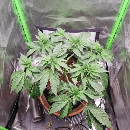 Apple Fritter RQS