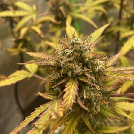 my first lemon haze auto plant