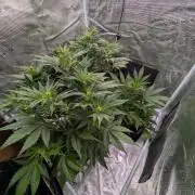 [3rd Grow] First Fast Buds Run