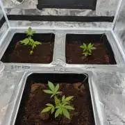 [3rd Grow] First Fast Buds Run