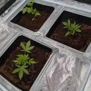 [3rd Grow] First Fast Buds Run