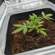 [3rd Grow] First Fast Buds Run
