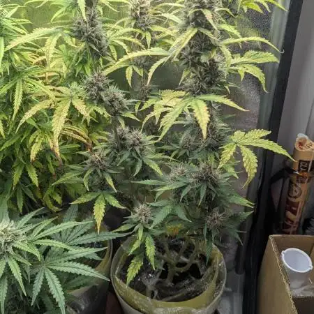 1 x Lemon Cherry 40x40 - 1st batch