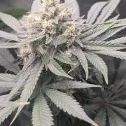Bubble gum gelato