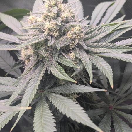 Bubble gum gelato
