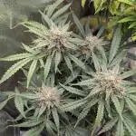 2x Banana OG 40x40 - 1st batch