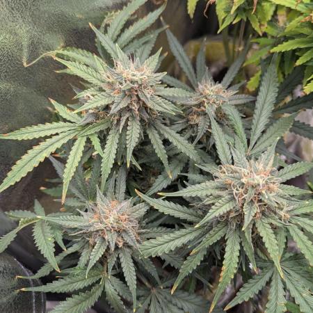 2x Banana OG 40x40 - 1st batch