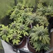 Strawberry banana x4 40x40 2nd Batch