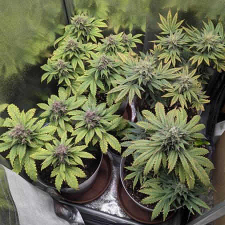 Strawberry banana x4 40x40 2nd Batch