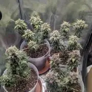 Strawberry banana x4 40x40 2nd Batch