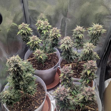 Strawberry banana x4 40x40 2nd Batch