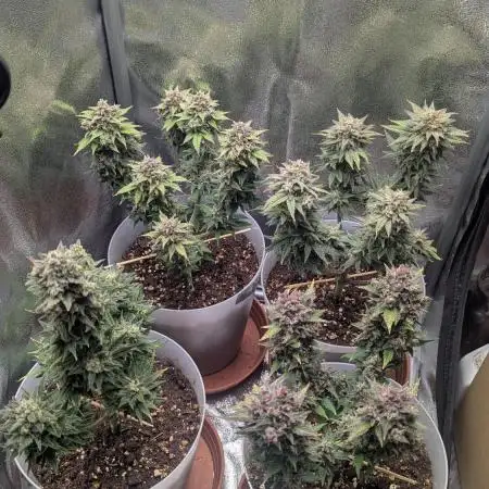 Strawberry banana x4 40x40 2nd Batch
