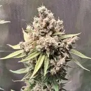 Bubble gum gelato