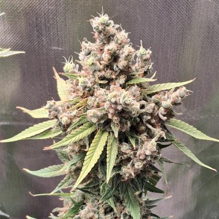 Bubble gum gelato