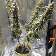 1 x Super Boof 40x40 - 1st batch