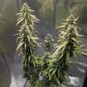 1 x Super Boof 40x40 - 1st batch