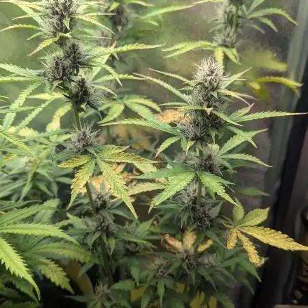 1 x Lemon Cherry 40x40 - 1st batch