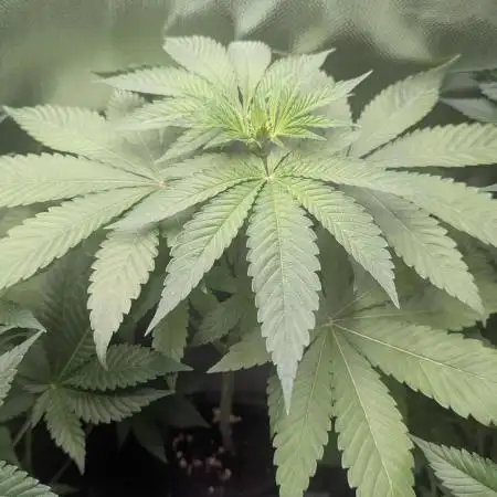 Bubble gum gelato