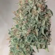 2x Banana OG 40x40 - 1st batch