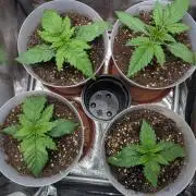 Strawberry banana x4 40x40 2nd Batch