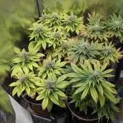 Strawberry banana x4 40x40 2nd Batch