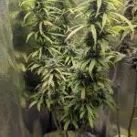 1 x Super Boof 40x40 - 1st batch