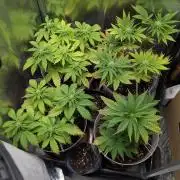 Strawberry banana x4 40x40 2nd Batch