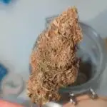 Tangerine Dream Auto- 40x40 Growbox test