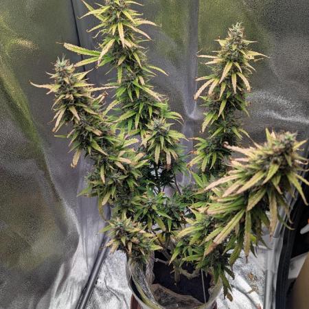 1 x Super Boof 40x40 - 1st batch