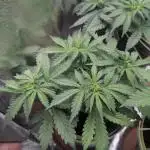 1 x Super Boof 40x40 - 1st batch
