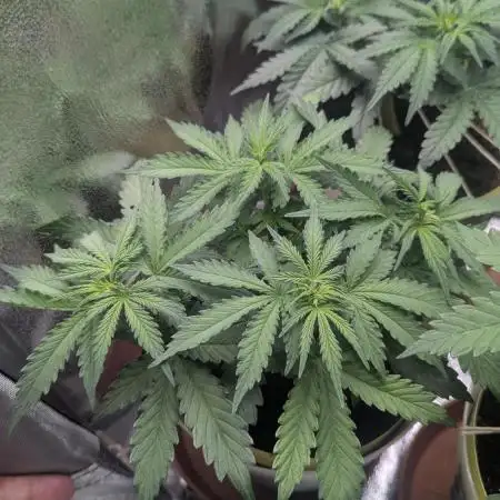 1 x Super Boof 40x40 - 1st batch