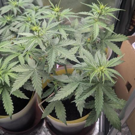 1 x Lemon Cherry 40x40 - 1st batch